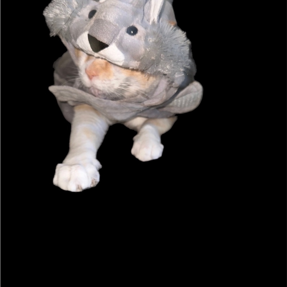 Halloween. Baby Velcro cat costume medium